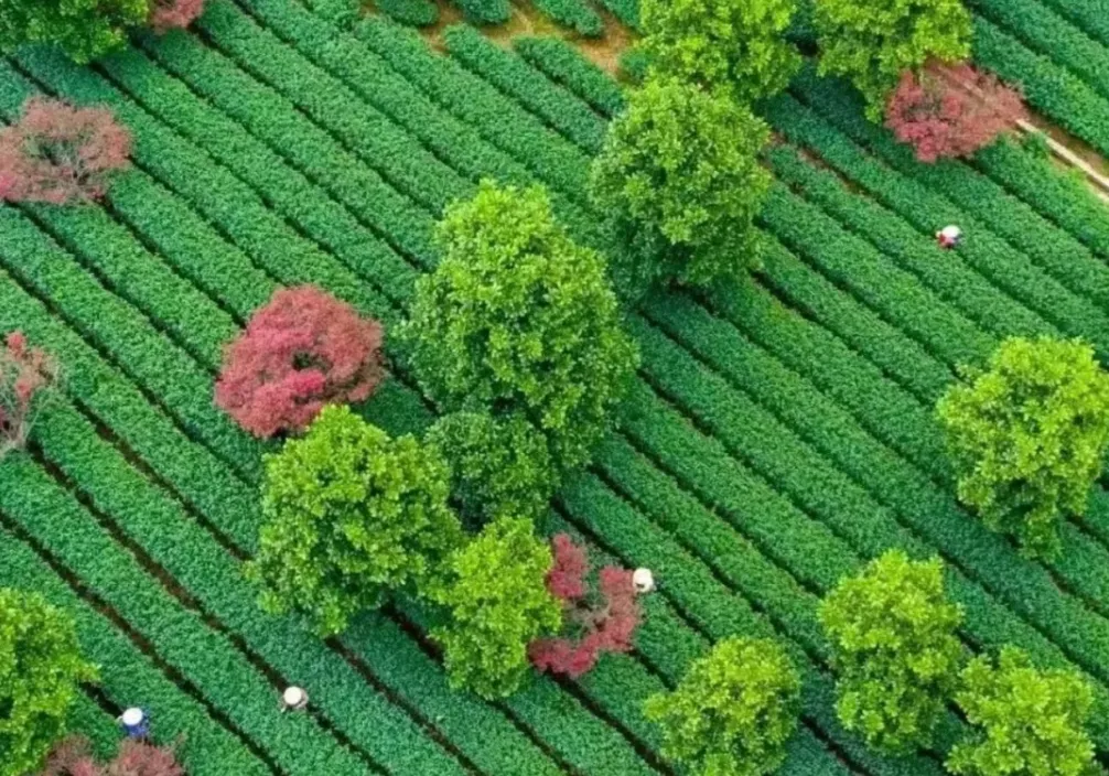 普洱茶历史：永昌祥商号的传奇故事