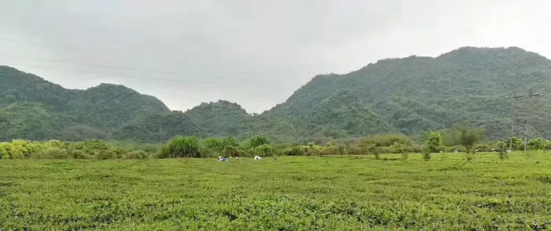 爱喝祁红的你，要分清这三种祁红