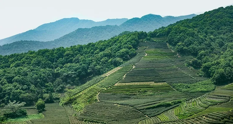 再谈拼配 ——致普洱茶口感设计师