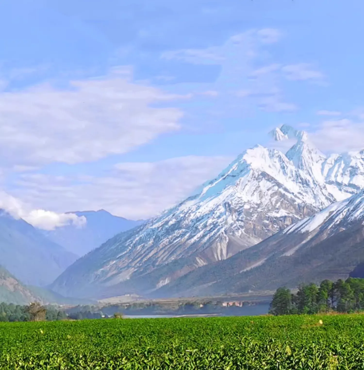 想学茶，怎么学，看这篇就够了！