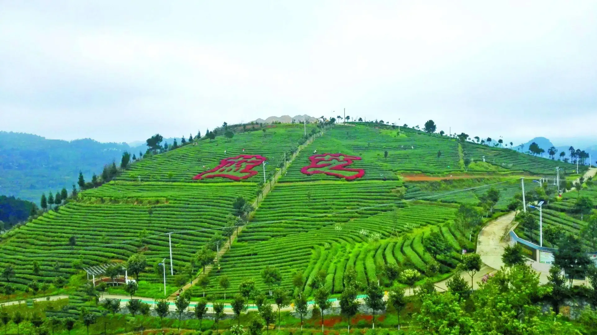 武夷岩茶，为什么要等到谷雨才摘采？