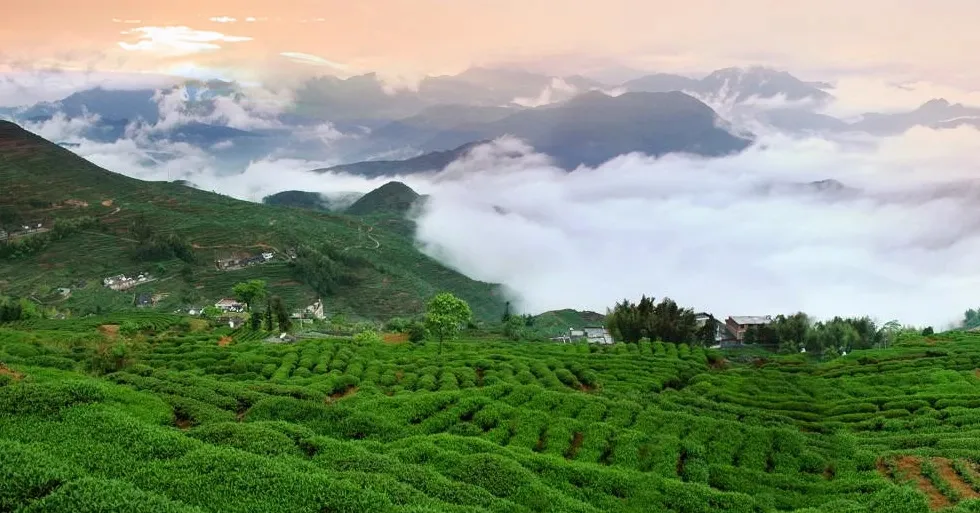 安化黑茶传承2300年文化历史