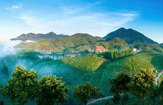 陈年普洱茶的“返苦现象”与“返涩现象”