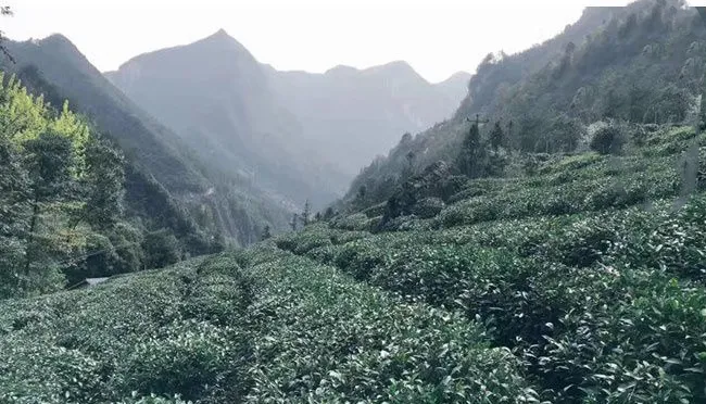 《万木之心》郑子语首部茶学美文集