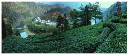 休宁松萝，这款被遗忘的名茶，曾让欧洲人疯狂