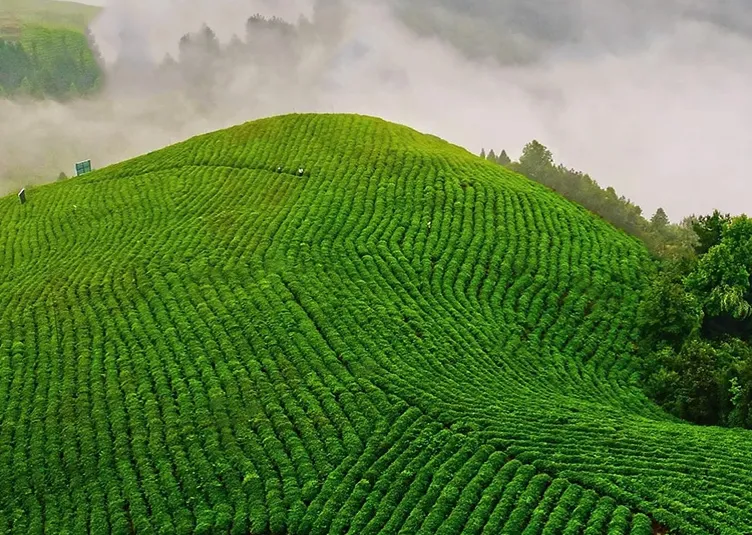 潮汕工夫茶的文化精髓及品鉴方法