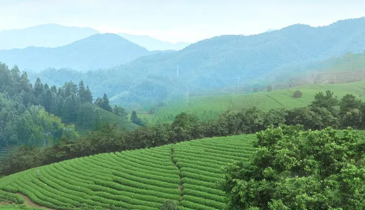 福鼎白茶文化：书中白茶