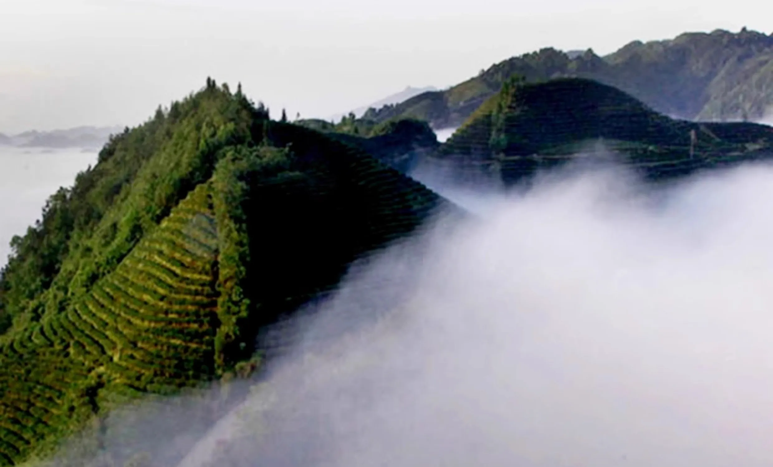 红茶研究院丨红茶加工篇·干燥