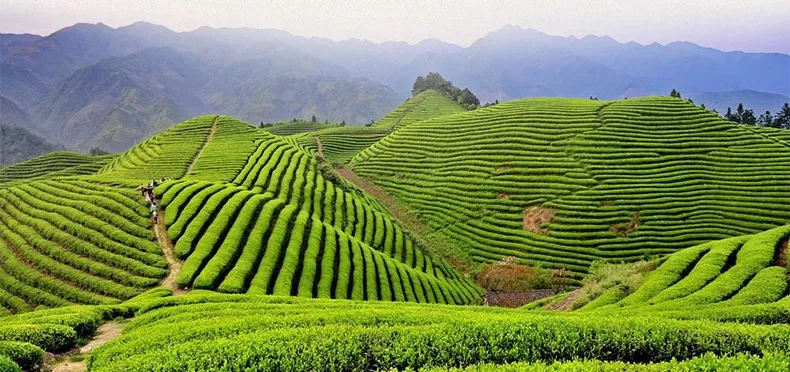 茉莉花的采摘标准