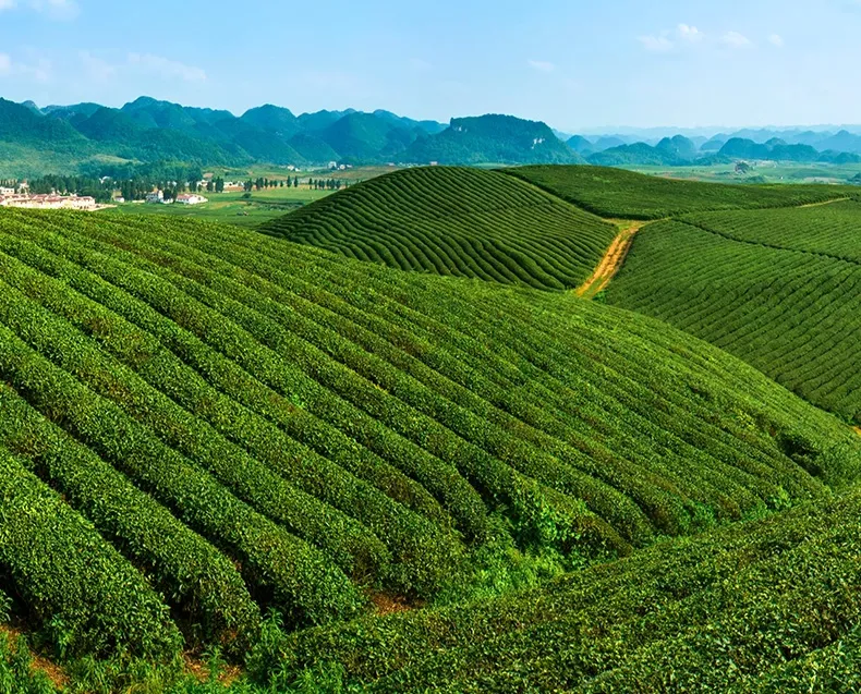 如何训练有效品鉴能力？