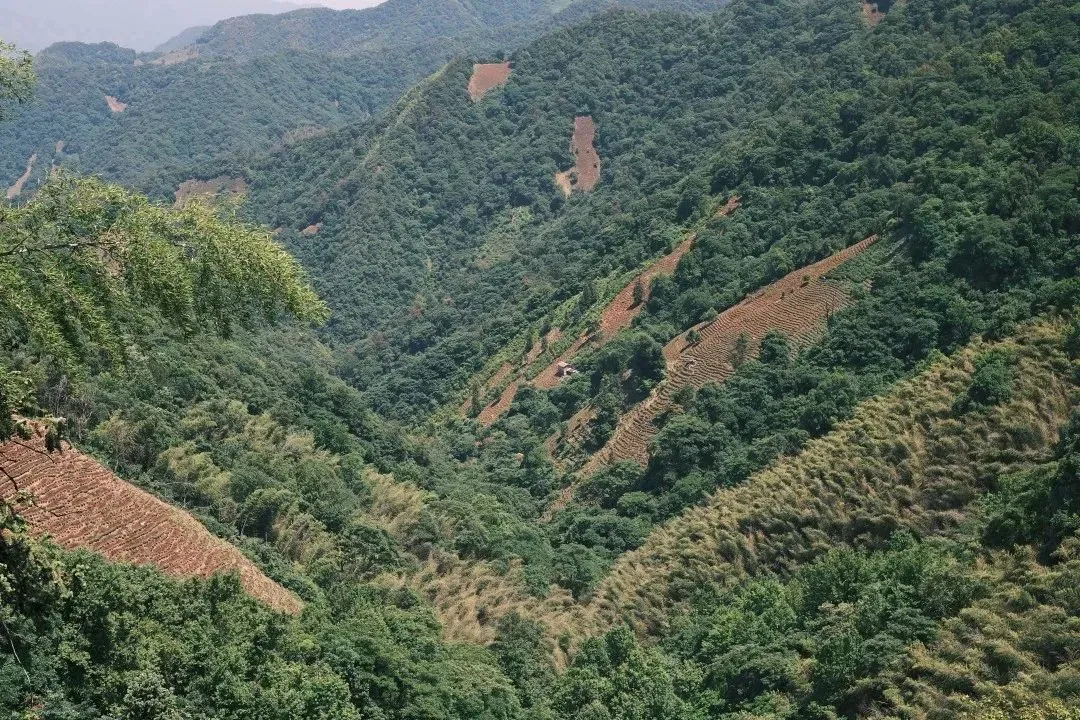 浅析普洱茶拼配