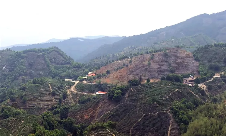 武夷岩茶应该怎么样储存?