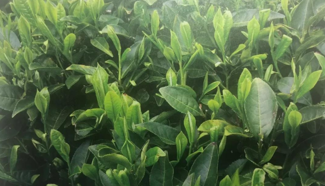 茶叶图片
