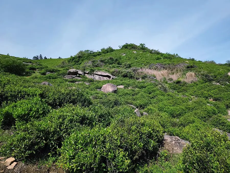 茶汤中的“水味”，是个什么味？