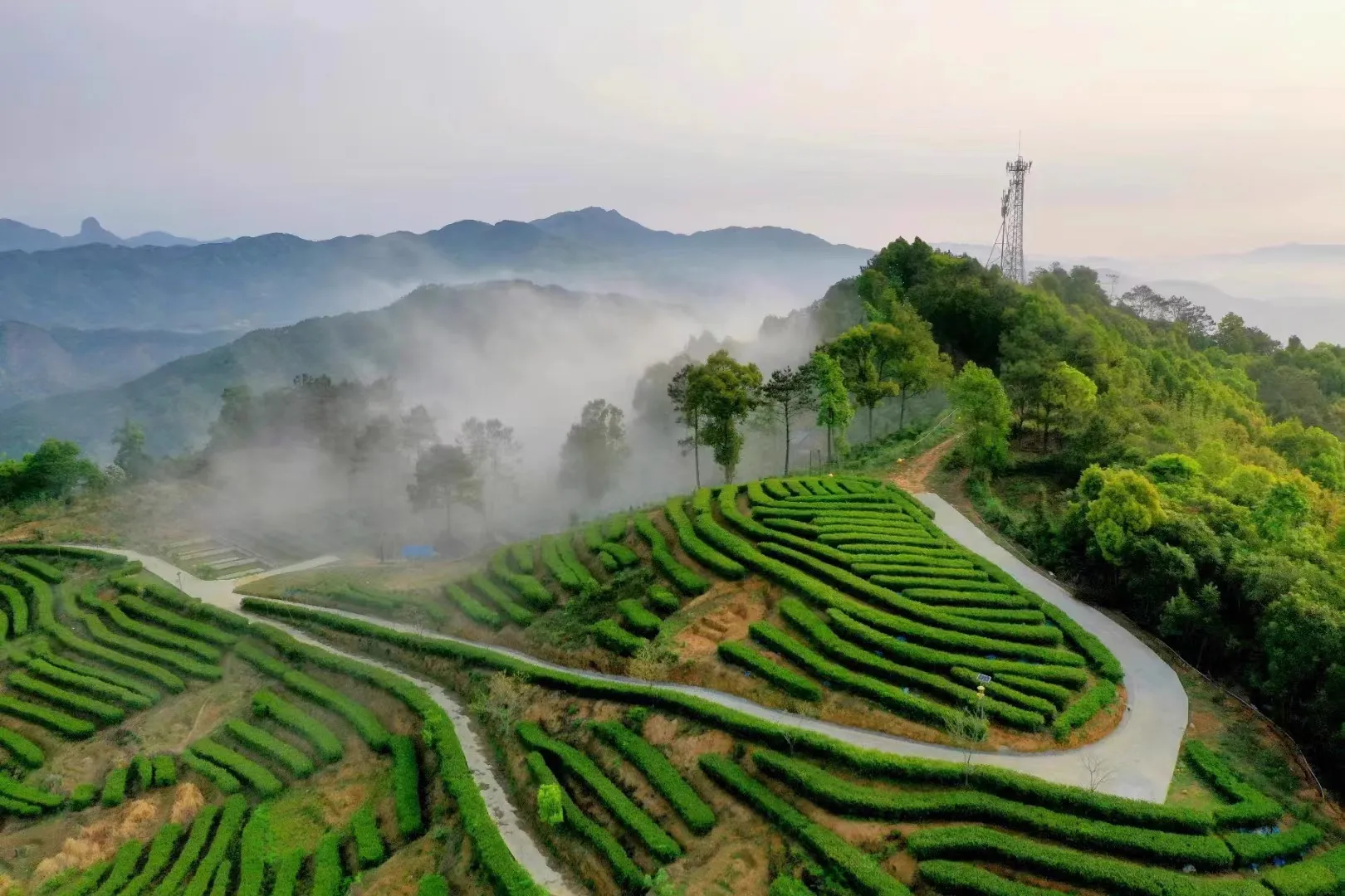 爱喝乌龙茶？先读懂它香味的四大类型~