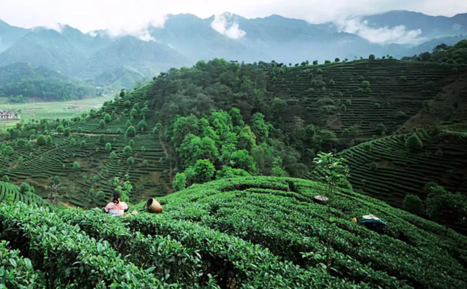如何简单鉴别大红袍的品质，可以从以下五个方面入手！