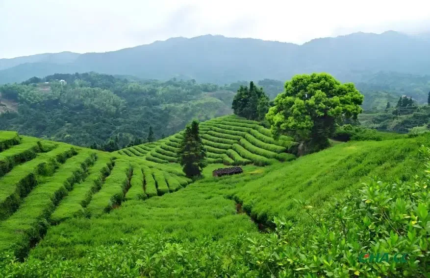 凤凰单丛：广东人的 "功夫茶魂"，一树一香喝出百种滋味