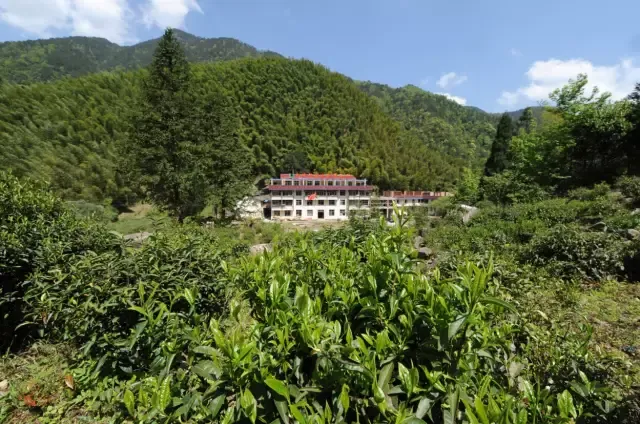 黑茶的三个口感特征！