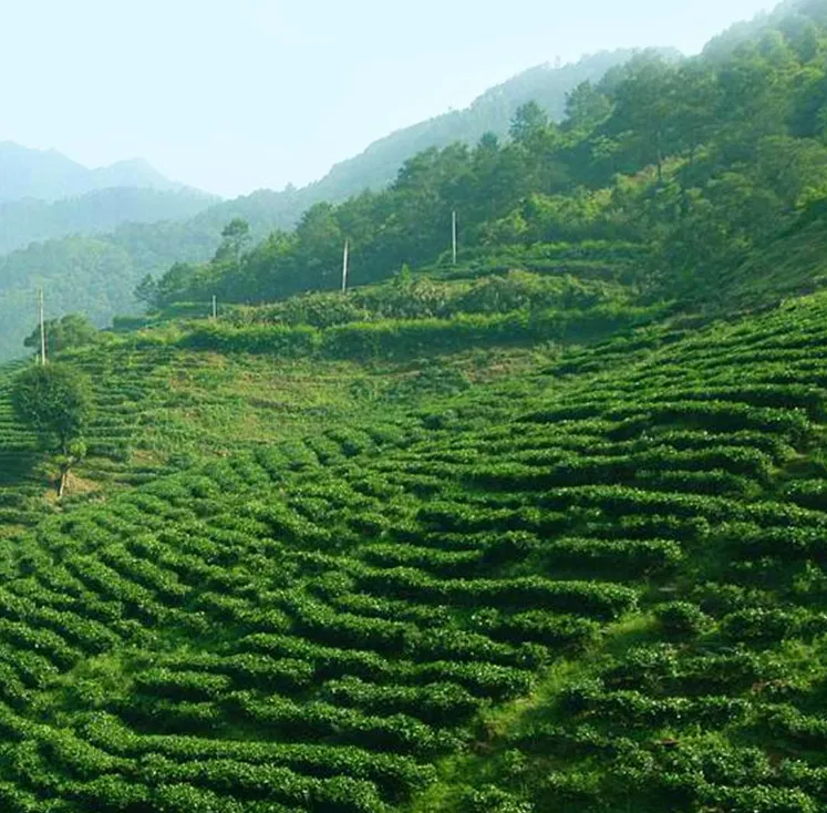 一杯好喝的岩茶是怎么做出来的