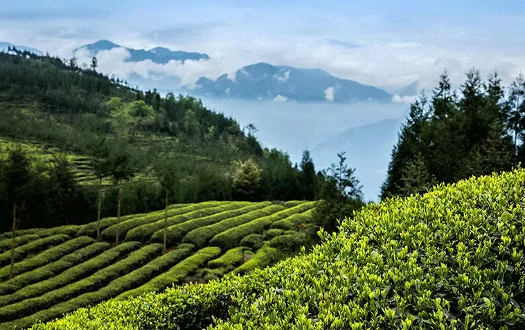 GB/T 35863-2018 乌龙茶加工技术规范