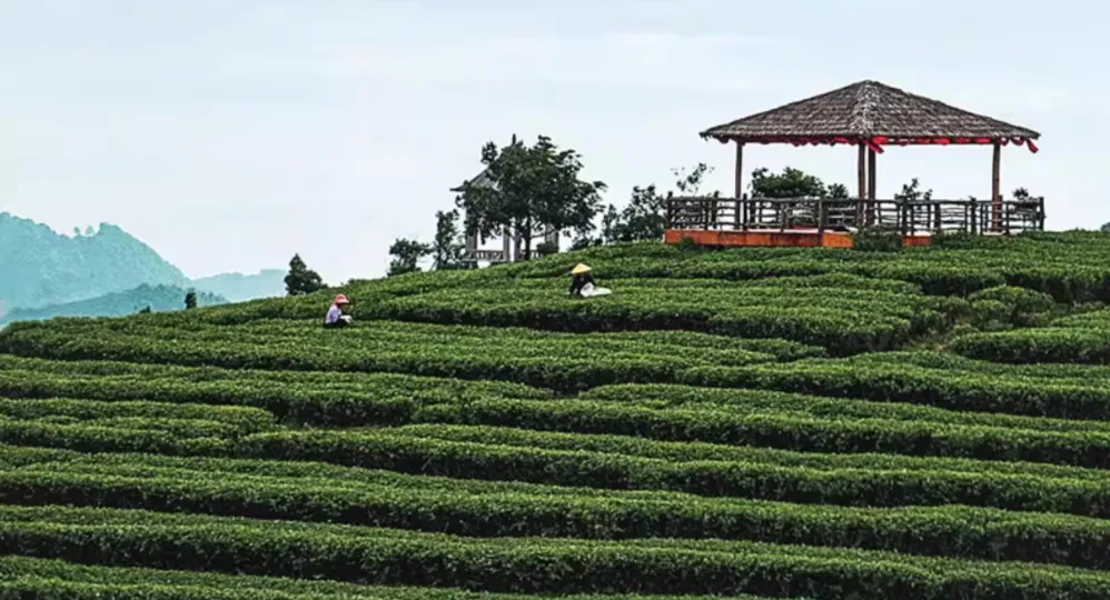 古树茶让人着迷的山野韵，从何而来？