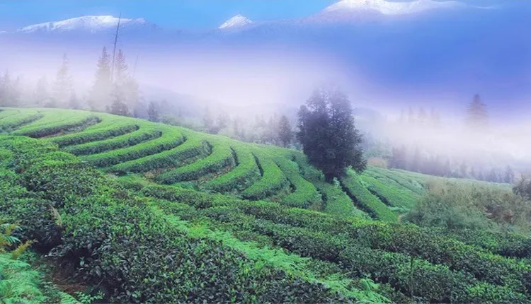 武夷岩茶岩韵的形成及其影响因素