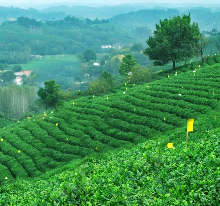 存普洱茶不建议频繁翻箱！