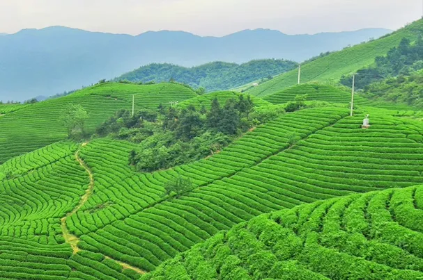 茶书推荐《绿茶加工技术与装备》