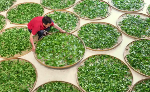 为什么你泡的茶有水味？主要是这几点没做好