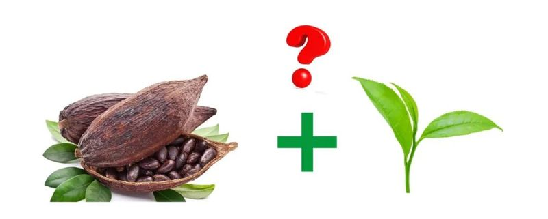 可可茶是什么茶？