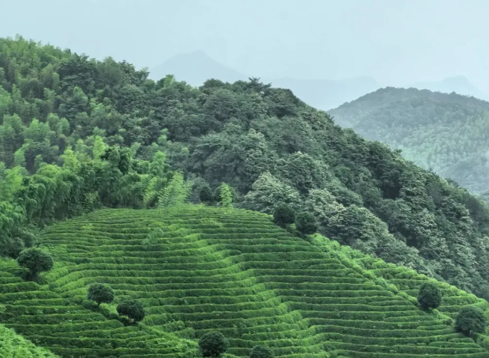 鲜叶到绿茶，发展香味的初制技术到底暗藏什么神奇