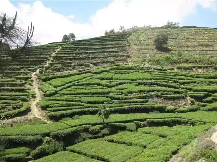 资深茶艺师怎么辨别自然茶香与化学茶香？