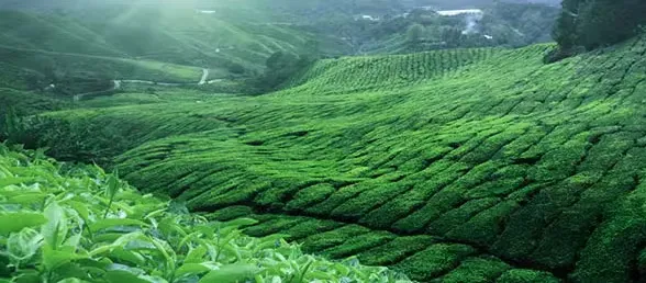 茶叶叶底能看出什么？