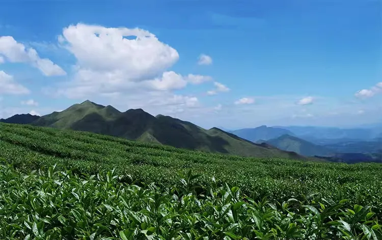 从“燕子窠”来聊一聊武夷山的“坑涧窠岩峰”茶园山场文化