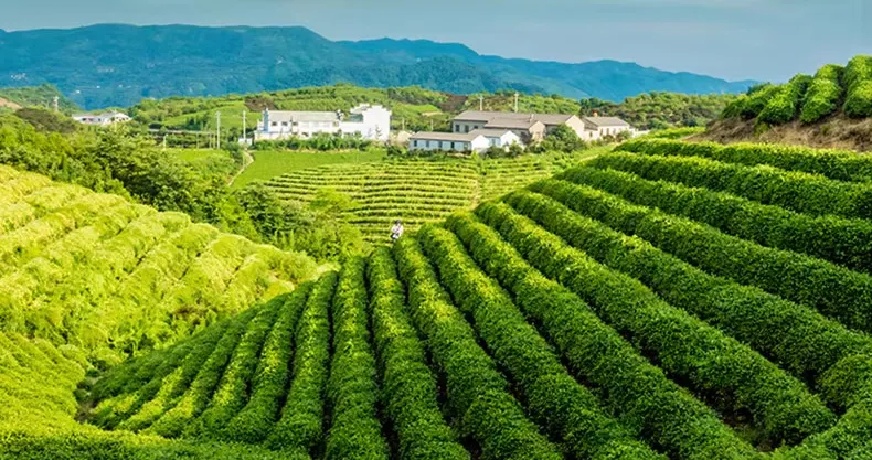 山东也有好茶！打破北纬 30 度魔咒的北方绿茶，本地人都爱喝