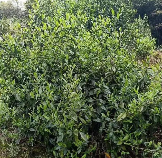 喝了那么久的白茶，你知道白茶都是什么树种做的吗？