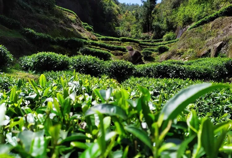  DB43/T 657.6-2021 地理标志产品 安化黑茶 第6部分：花砖茶