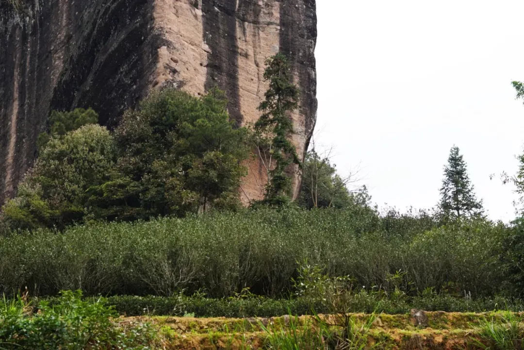 乌龙茶凭啥能卖 10 万一斤？揭开高价乌龙的真相，看完不花冤枉钱