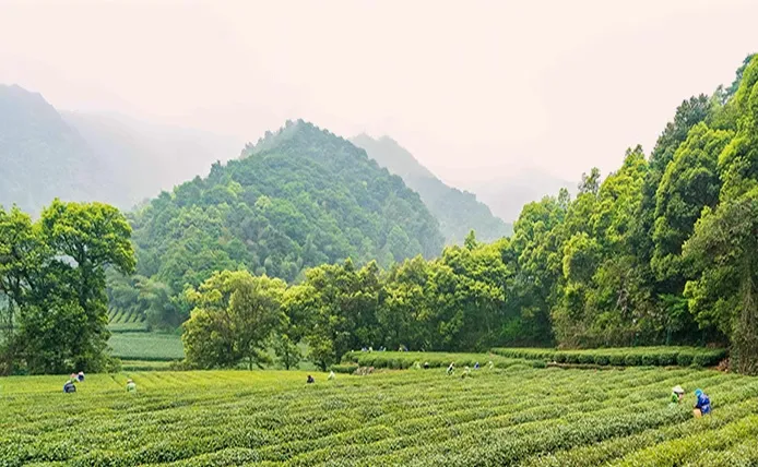 寿眉茶的口感特征