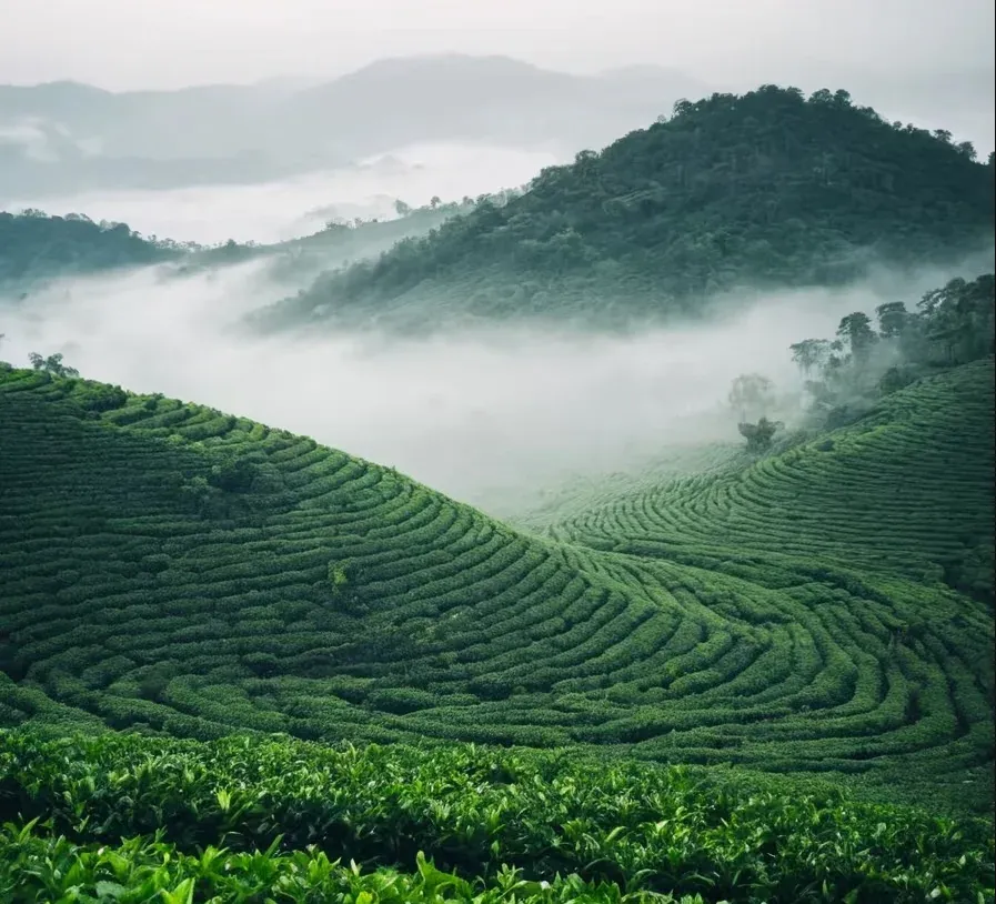江西好茶太委屈！明明有千年底蕴，却总被当成 "小透明"