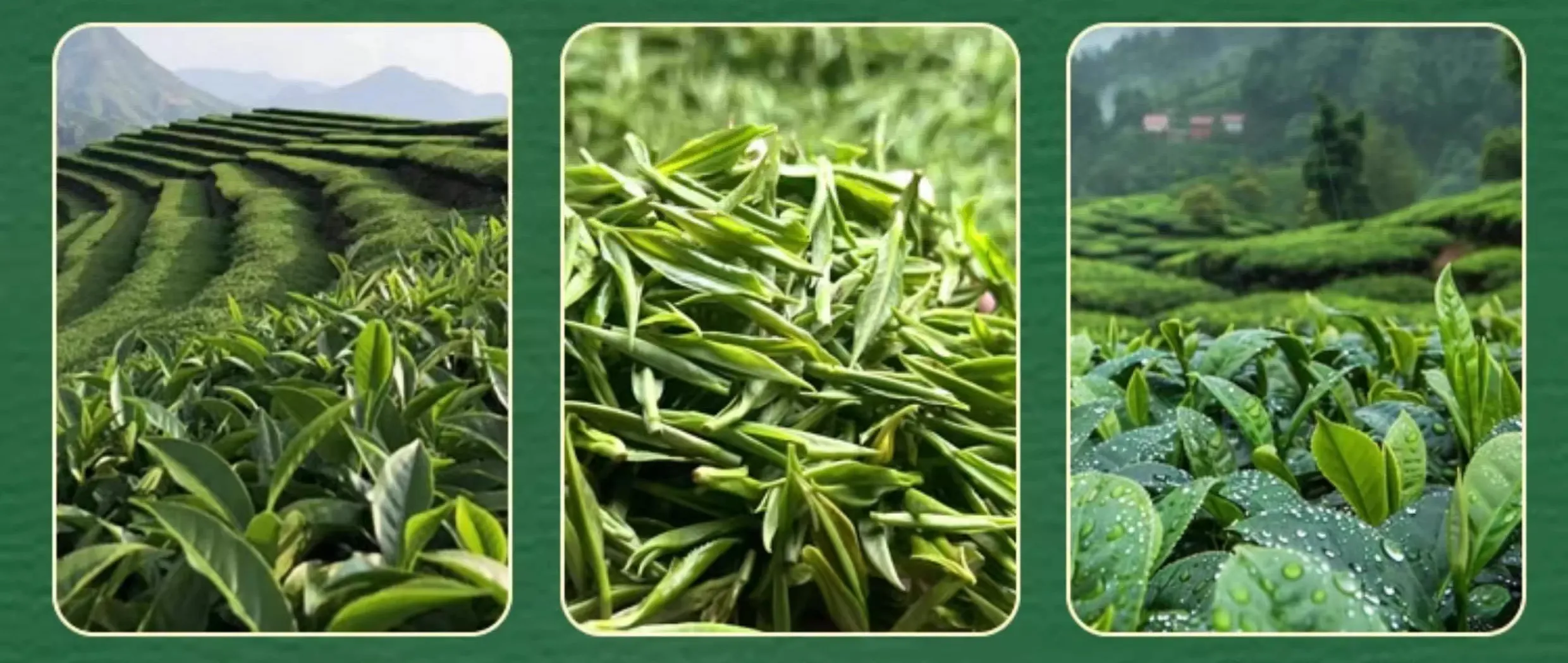 泰顺三杯香绿茶