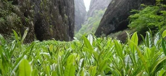 种植有道，茶树对水土有偏爱
