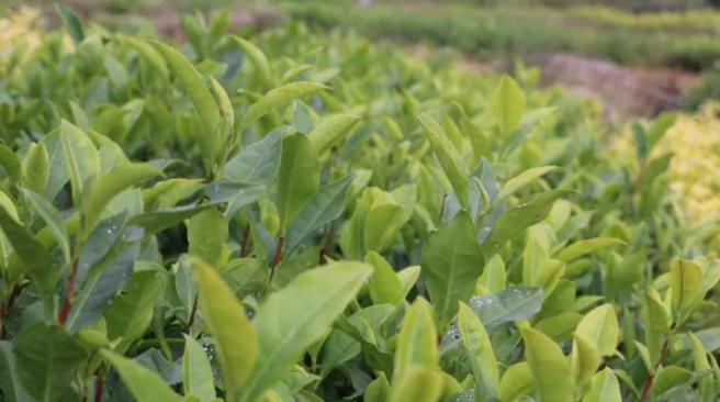 武夷岩茶：走过四季轮回，春夏秋冬各有不同韵味