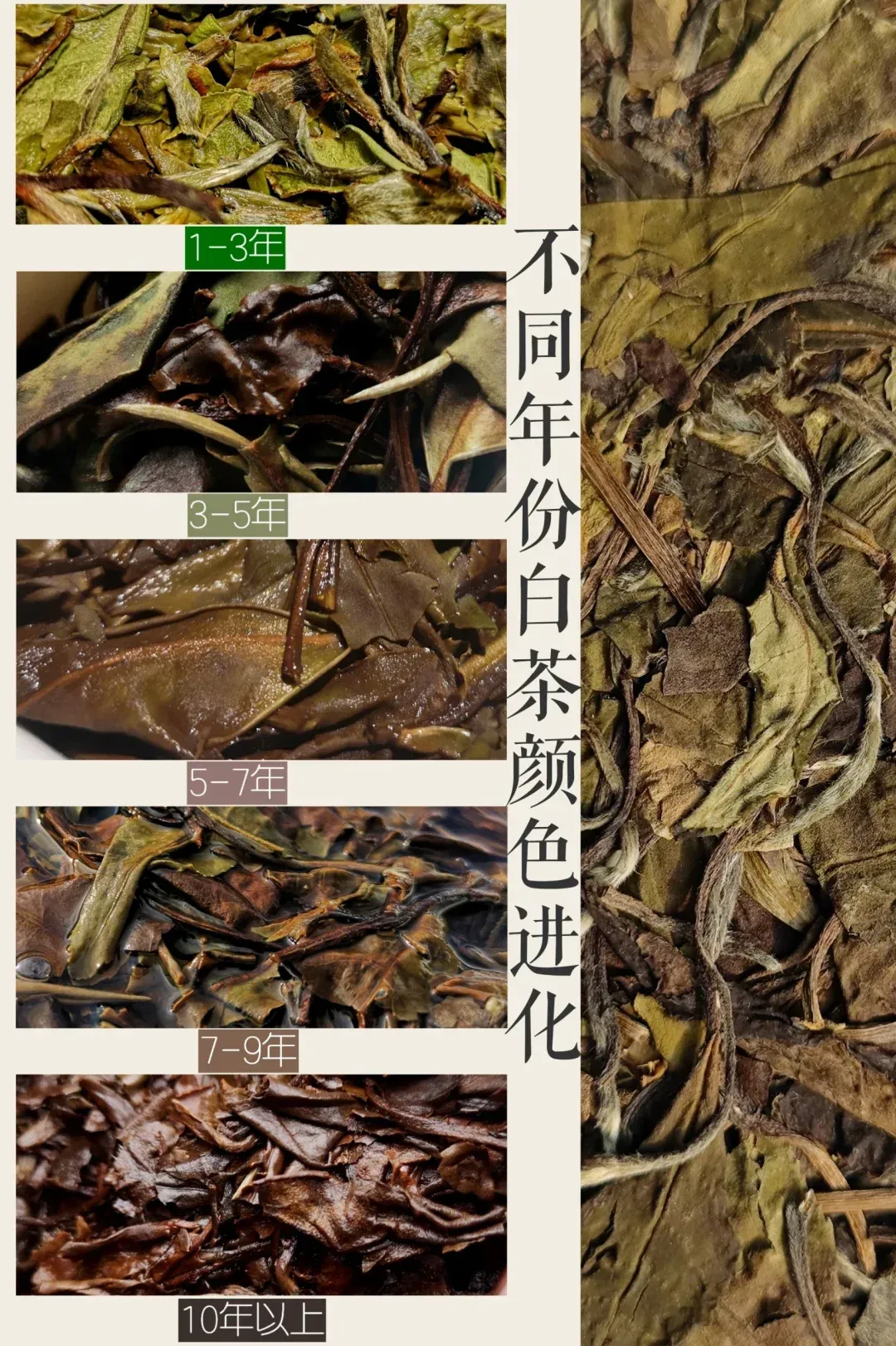 白茶 “七年宝” 不是吹的！时间魔法咋来的？