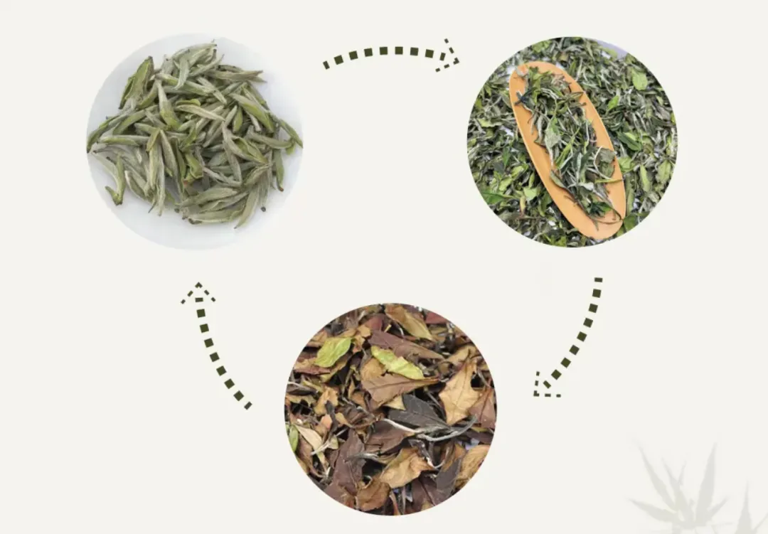 新手喝白茶别瞎买！从寿眉到银针怎么选？