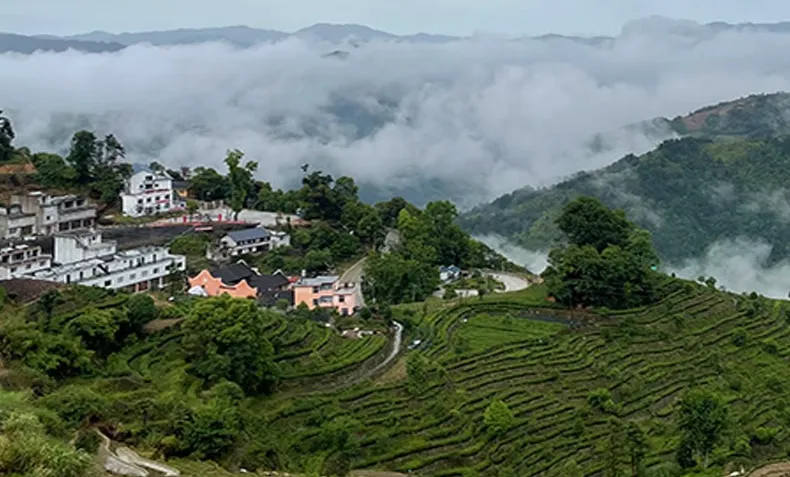 武夷山茶区的菜茶、单株、单丛和名丛到底是什么关系