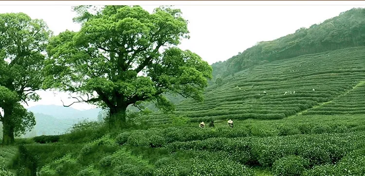 茶的“三大味”和“三小味”