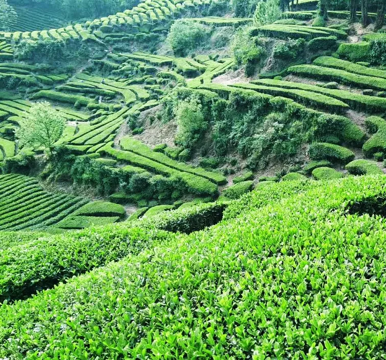 陕西居然是产茶大省？藏在秦岭以南的茶香秘密