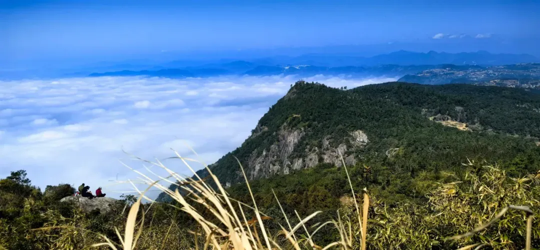 去黄山别只知道爬山！黄山毛峰才是伴手礼天花板
