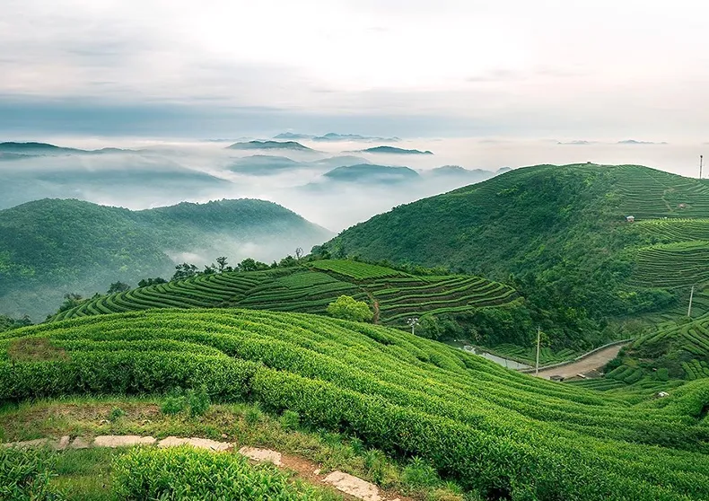 新鲜出炉的绿茶要放多久才能喝